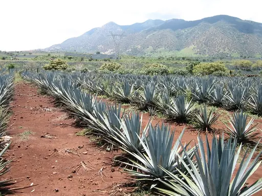 nws.29.blue_agave_copy.webp