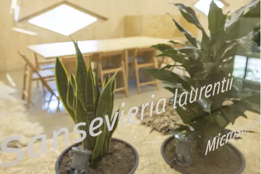 pro.117.20maartenfeenstradoepelstrijkersfoodforu.webp